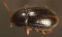 Oulimnius latiusculus