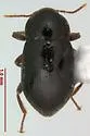 Oulimnius latiusculus - photo 2