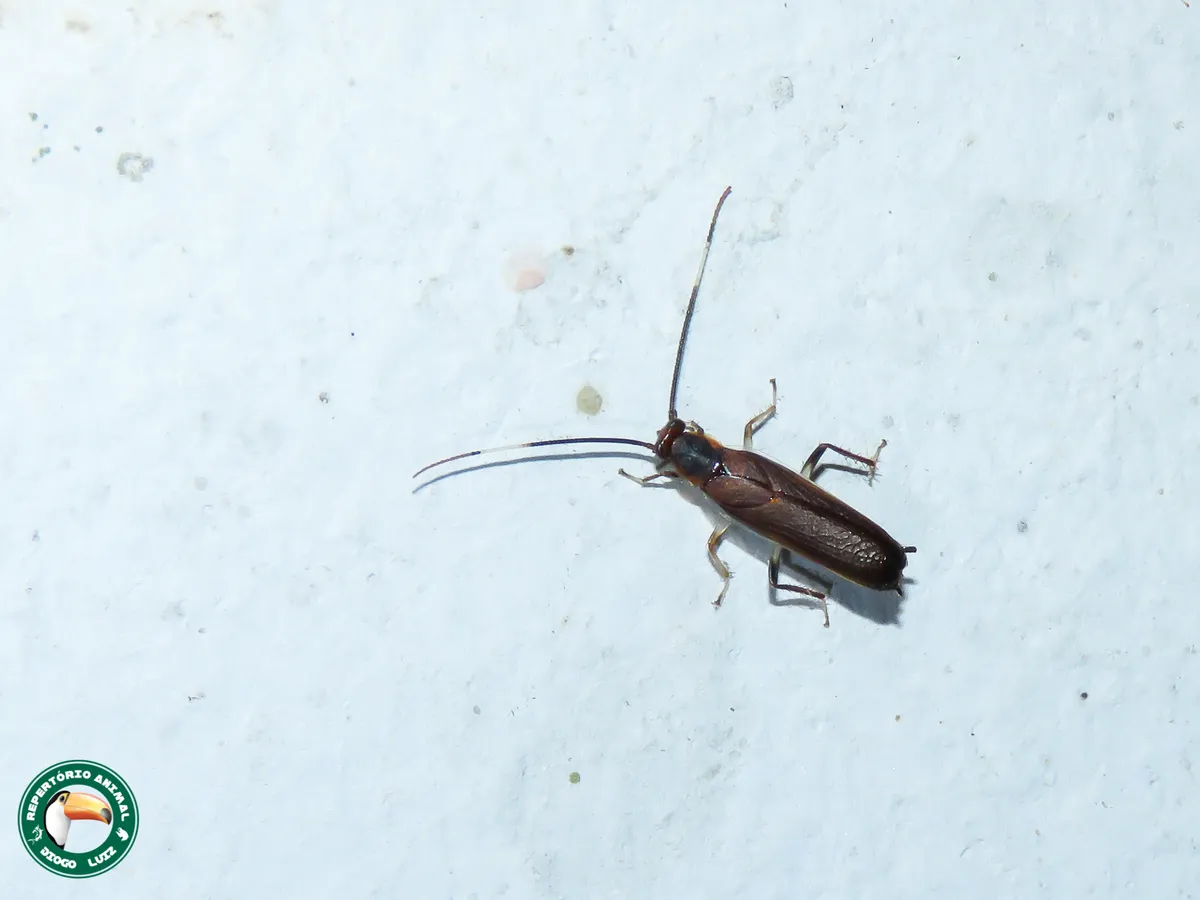 Oulopterygidae - Oulopterygidae
