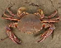 Lady Crab