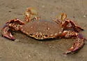Lady Crab - photo 2