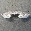 Lady Crab - photo 4