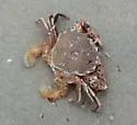 Lady Crab - photo 5