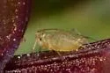 Hawthorn-mint Aphid - photo 2