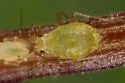 Hawthorn-mint Aphid - photo 3