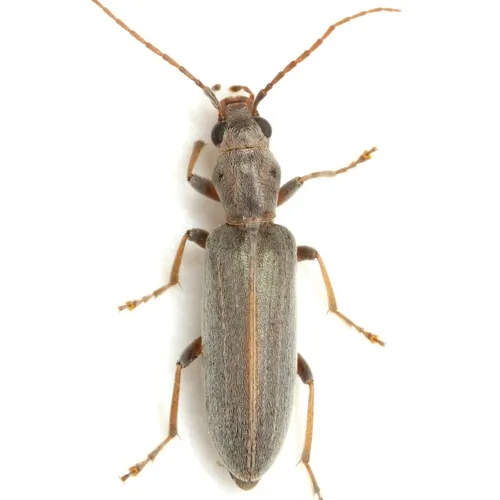 Oxacis bernadettei
