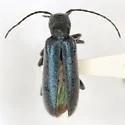 Oxacis caerulea