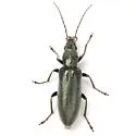 Oxacis caerulea - photo 2