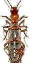 Oxacis cf. trimaculata AZ-TX