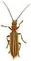 Oxacis cf. trimaculata AZ-TX - photo 2