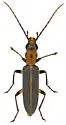 Oxacis cf. trimaculata AZ-TX - photo 4