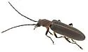 Oxacis cf. trimaculata AZ-TX - photo 5