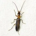 Oxacis laevicollis 0