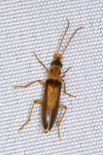 Oxacis nitens