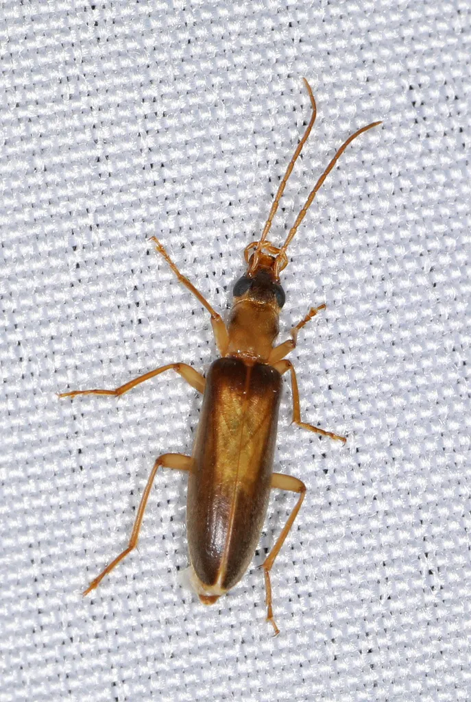 Oxacis nitens - photo 2