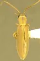 Oxacis pallida