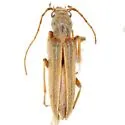 Oxacis pallida - photo 2