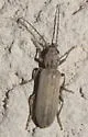 Oxacis pallida - photo 3