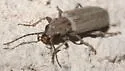 Oxacis pallida - photo 4
