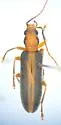 Oxacis taeniata - Oxacis taeniata