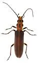 Oxacis trimaculata - photo 4