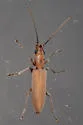 Oxacis trimaculata - photo 5