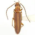 Oxacis trirossi - Oxacis trirossi