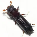 Oxoplatypus quadridentatus - photo 2