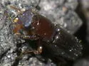 Oxoplatypus quadridentatus - photo 4