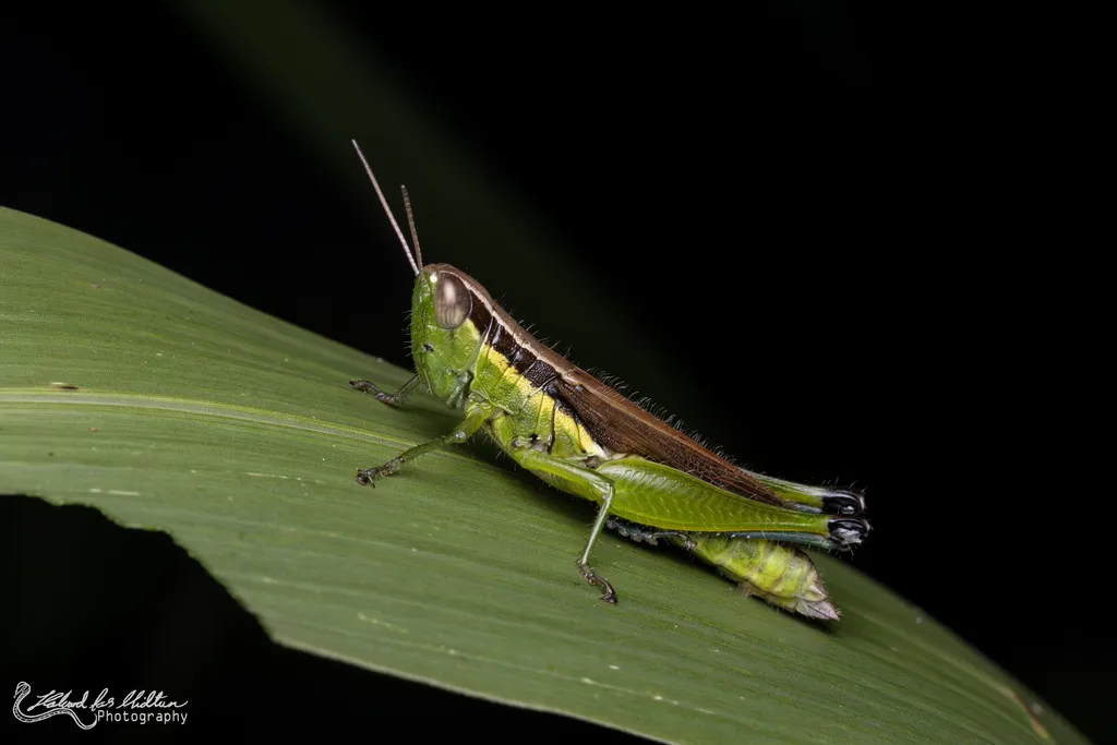 Chinese Rice Grasshopper - photo 2