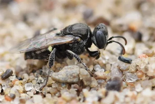 Oxybelus bipunctatus