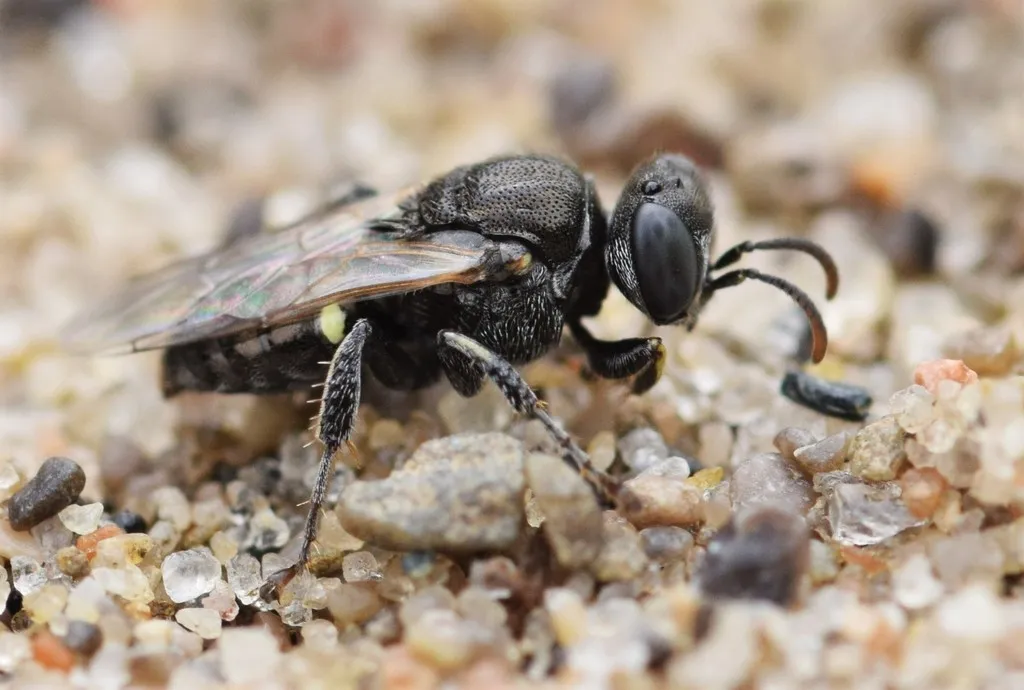 Oxybelus bipunctatus - photo 2