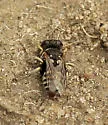 Oxybelus emarginatus