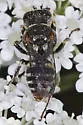 Oxybelus emarginatus - photo 4