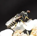Oxybelus pacificus