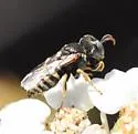 Oxybelus pacificus - photo 2