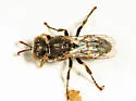 Oxybelus sericeus - photo 3
