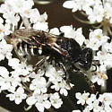 Oxybelus uniglumis