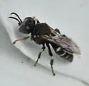 Oxybelus uniglumis - photo 2