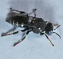 Oxybelus uniglumis - photo 3