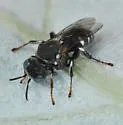 Oxybelus uniglumis - photo 4