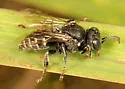 Oxybelus uniglumis - photo 5