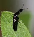 Oxybleptes kiteleyi - photo 4