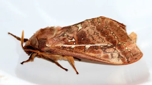 Southern Oxycanus - photo 4
