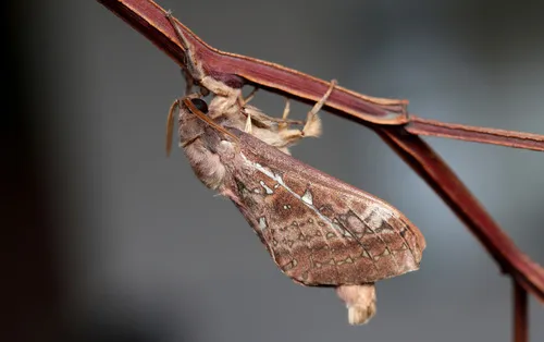 Southern Oxycanus - photo 6
