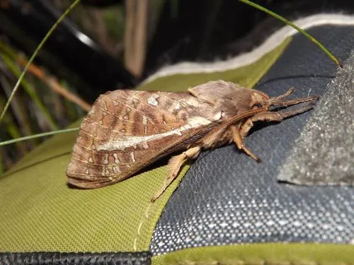 Southern Oxycanus - photo 7