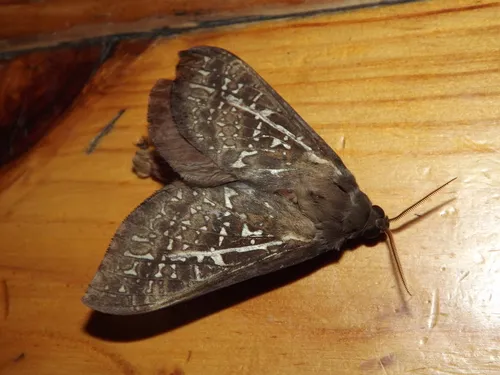 Southern Oxycanus - photo 8