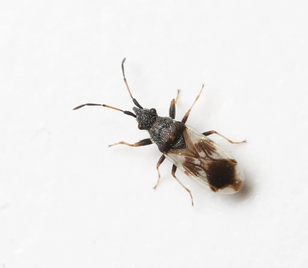 Oxycarenidae - Oxycarenidae