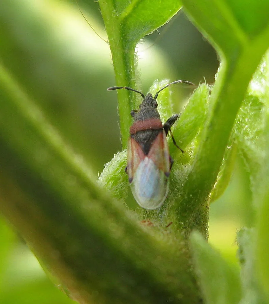 Oxycarenus annulipes - photo 2