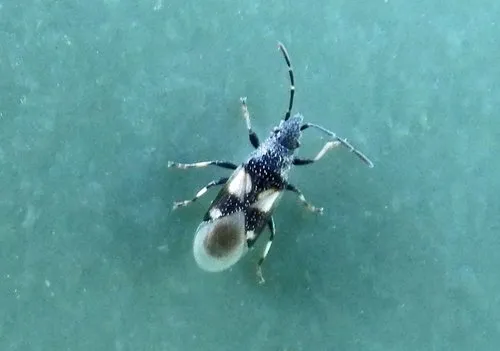 Cottonseed Bug